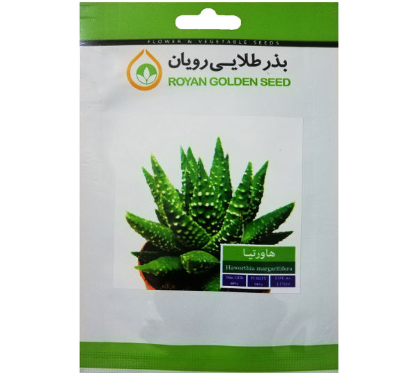 بذر ساکولنت هاورتیا بذر طلایی رویان کد BZT-122 (1)